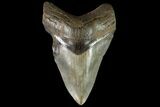 Fossil Megalodon Tooth - Georgia #90390-2